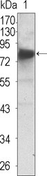 Western Blot analysis using Trk C Monoclonal Antibody against extracellular domain of human Trk C (aa32-429)