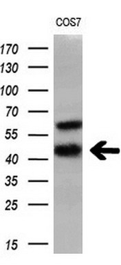Western blot analysis of extracts (10ug) from 1 cell line by using anti-HSD17B2 monoclonal antibody (1:200)