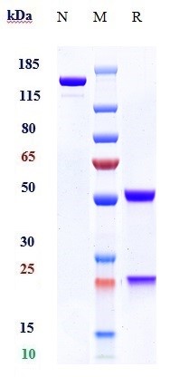 Anti-SEMA4D/CD100 Reference Antibody (pepinemab) on SDS-PAGE under reducing (R) condition