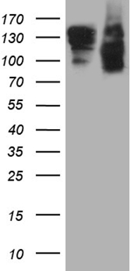 m02512 anti semaphorin 4d sema4d mouse monoclonal antibody clone id oti6g1 wb testing 1
