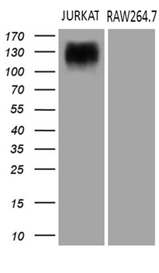 m02512 anti semaphorin 4d sema4d mouse monoclonal antibody clone id oti6g1 wb testing 2