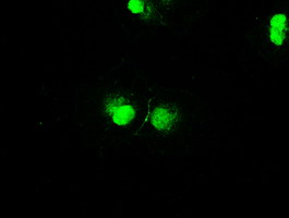 m02516 1 anti stk39 mouse monoclonal antibody clone id oti3c12 if testing 8