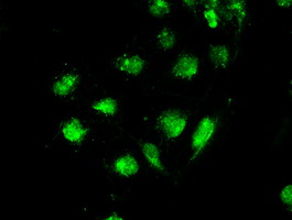 m02516 1 anti stk39 mouse monoclonal antibody clone id oti3c12 if testing 9