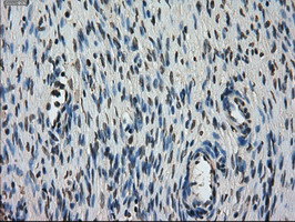 m02516 1 anti stk39 mouse monoclonal antibody clone id oti3c12 ihc testing 4