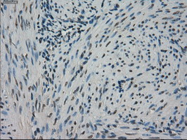 m02516 1 anti stk39 mouse monoclonal antibody clone id oti3c12 ihc testing 6
