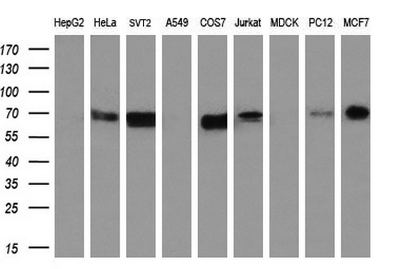 Western blot analysis of extracts (35ug) from 9 different cell lines by using anti-STK39 monoclonal antibody (HepG2: human; HeLa: human; SVT2: mouse; A549: human; COS7: monkey; Jurkat: human; MDCK: canine; PC12: rat; MCF7: human) (1:200)