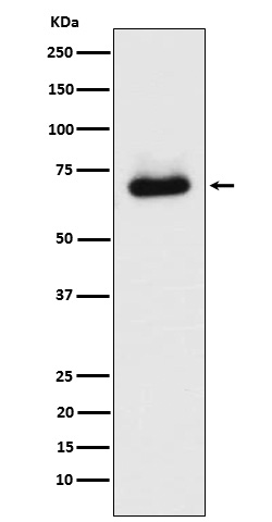 m02516 2 wb