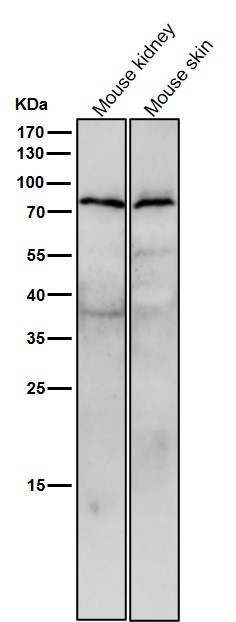 All lanes use the Antibody at 1:3K dilution for 1 hour at room temperature