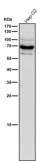 All lanes use the Antibody at 1:3K dilution for 1 hour at room temperature