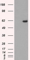 m02516 anti stk39 mouse monoclonal antibody clone id oti4e3 wb testing 1