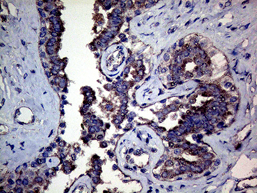 Immunohistochemical staining of paraffin-embedded Human breast tissue within the normal limits using anti-MFGE8 mouse monoclonal antibody