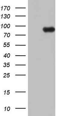 m02519 anti ece1 mouse monoclonal antibody clone id oti2b6 wb testing 1