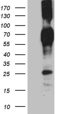 m02527 anti cd244 mouse monoclonal antibody clone id oti1b12 wb testing 1