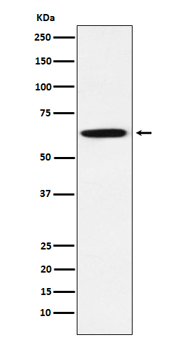 Western blot analysis of GRB7 expression in A431 cell lysate