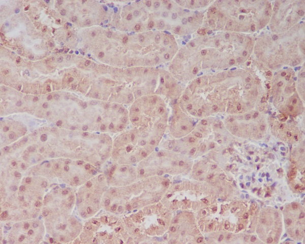 Immunohistochemical analysis of paraffin-embedded mouse kidney, using PELP1 Antibody.