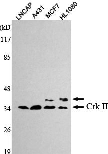 Western Blot analysis using Crk II Monoclonal Antibody against LNCAP, A431, MCF7, HL1080 cell lysate