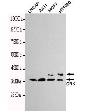 m02533 crk primary antiboties wb testing 1