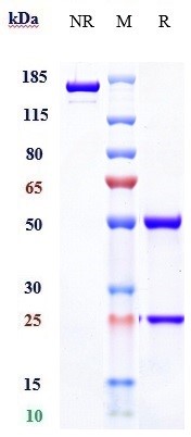 m02539 2 sds page