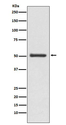 m02539 wb