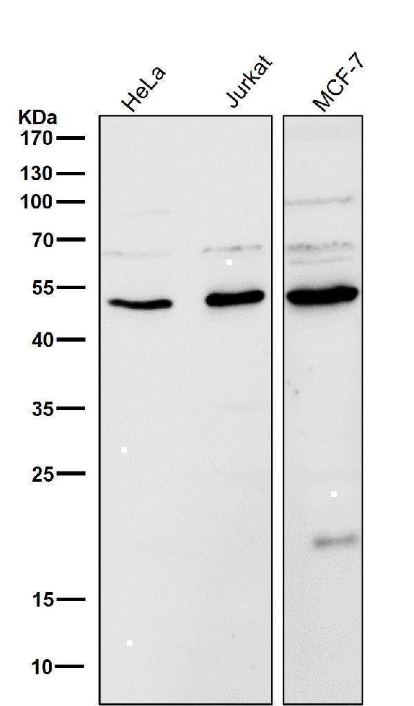 m02539 wb7