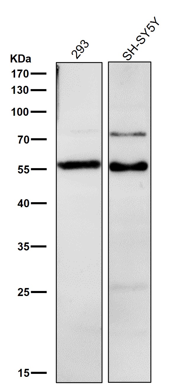 m02539 wb8