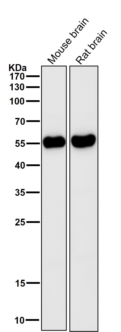 m02539 wb9
