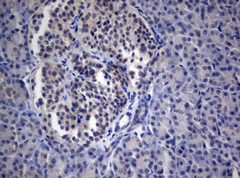 m02541 anti peg3 mouse monoclonal antibody clone id oti1e10 ihc testing 2
