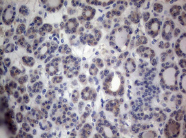 m02541 anti peg3 mouse monoclonal antibody clone id oti1e10 ihc testing 3