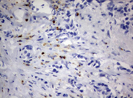 m02541 anti peg3 mouse monoclonal antibody clone id oti1e10 ihc testing 4