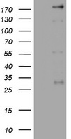 m02541 anti peg3 mouse monoclonal antibody clone id oti1e10 wb testing 1