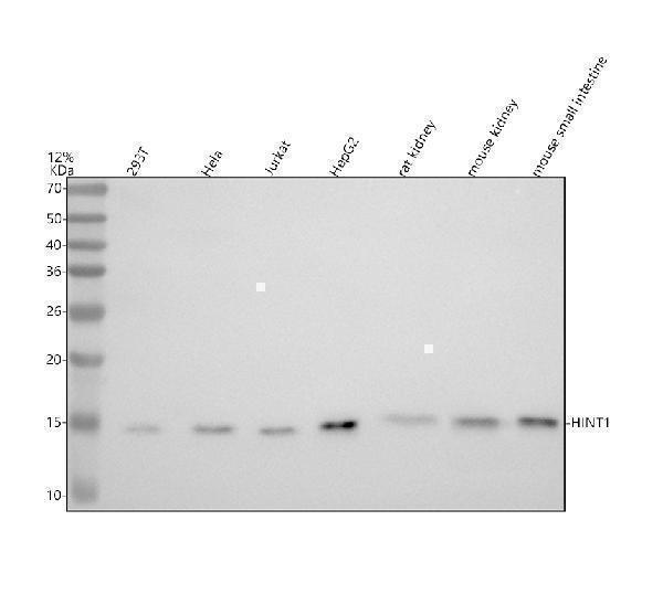 Western blot analysis of HINT1 using anti-HINT1 antibody (M02557-1)