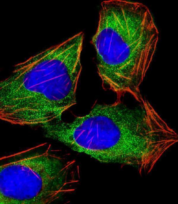 Immunofluorescent analysis of 4% paraformaldehyde-fixed, 0