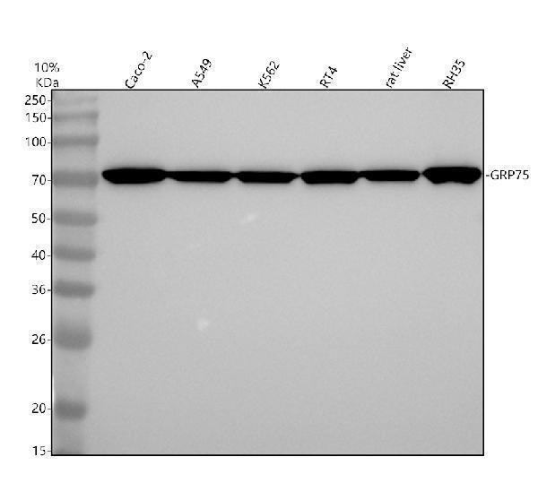 m02561 1 hspa9 primary antibodies wb testing 1
