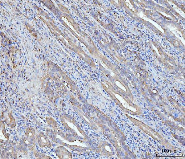 m02561 2 grp75 primary antibodies ihc testing 4