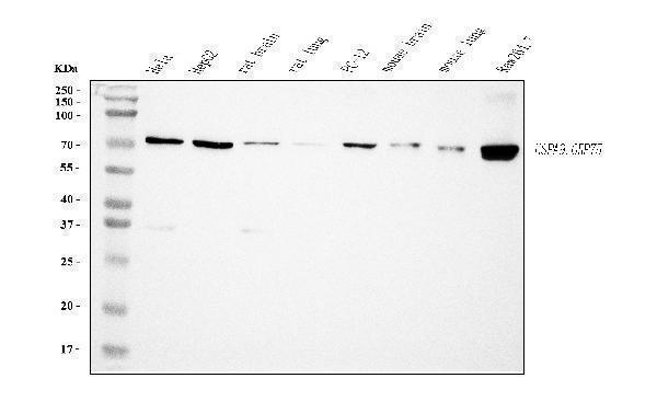  Western blot analysis of Grp75 using anti-Grp75 antibody (M02561-2)