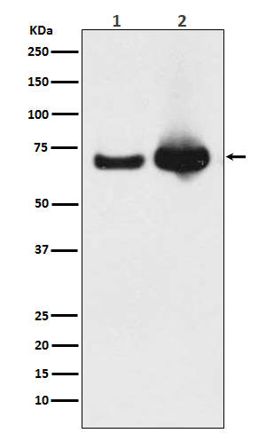 Western blot analysis of Grp75 expression in (1) HeLa cell lysate; (2) Mouse liver lysate