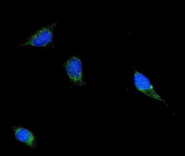 m02562 1 flnb primary antibodies if testing 6