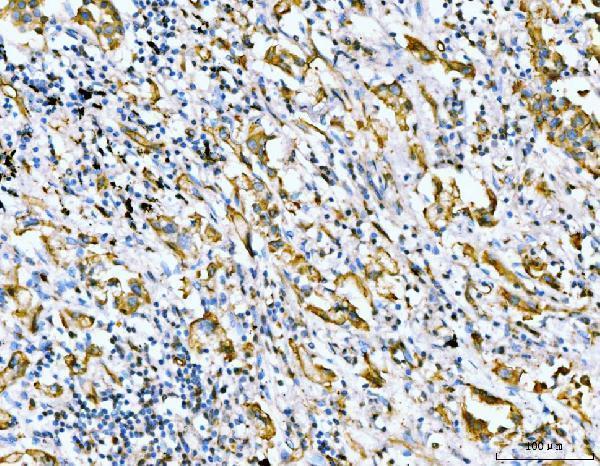 m02562 1 flnb primary antibodies ihc testing 2