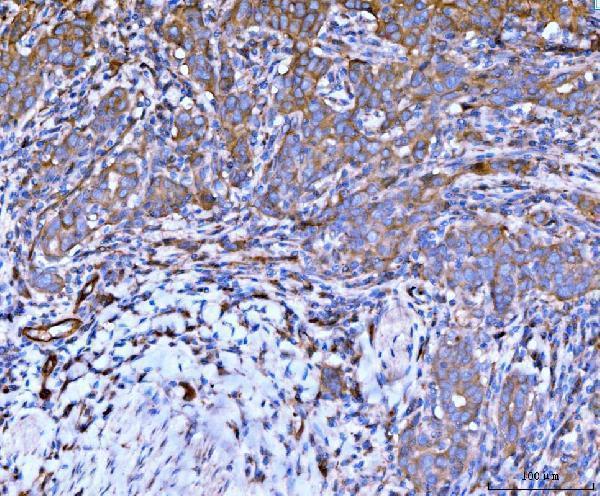 m02562 1 flnb primary antibodies ihc testing 4