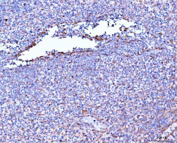 m02562 1 flnb primary antibodies ihc testing 5