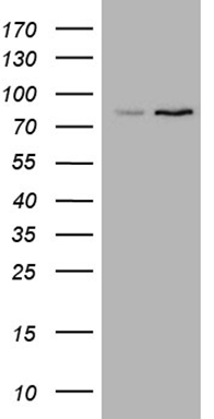 m02566 anti abcd2 mouse monoclonal antibody clone id oti3b7 wb testing 1