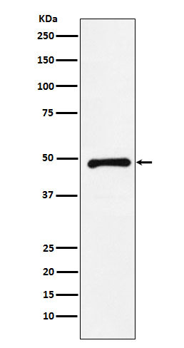 Western blot analysis of CTBP2 expression in HeLa cell lysate