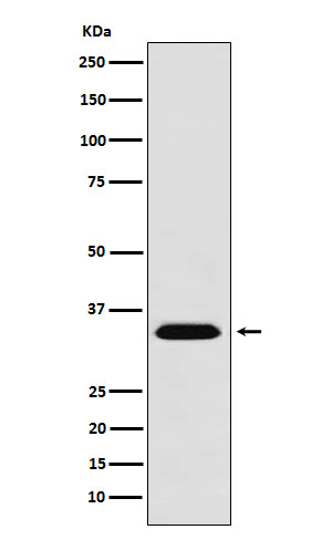 Western blot analysis of MBD3 expression in 293T cell lysate