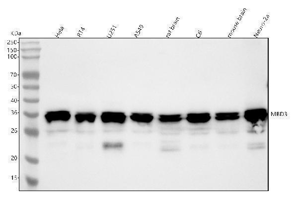  Western blot analysis of MBD3 using anti-MBD3 antibody (M02571-3)