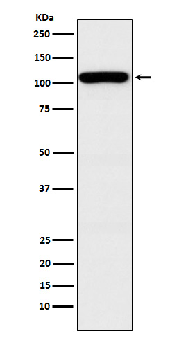 Western blot analysis of GEF H1 expression in HEK293 cell lysate
