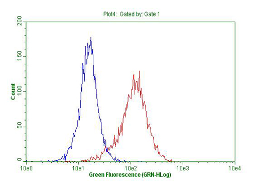 Flow cytometric Analysis of permeabilized Hela cells