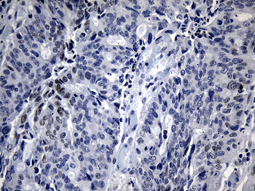 m02575 anti sharp2 bhlhe40 mouse monoclonal antibody clone id oti10h1 ihc testing 2