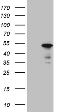 m02575 anti sharp2 bhlhe40 mouse monoclonal antibody clone id oti10h1 wb testing 1
