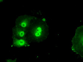 m02577 1 anti livin birc7 mouse monoclonal antibody clone id oti1b10 if testing 4