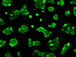 m02577 1 anti livin birc7 mouse monoclonal antibody clone id oti1b10 if testing 5